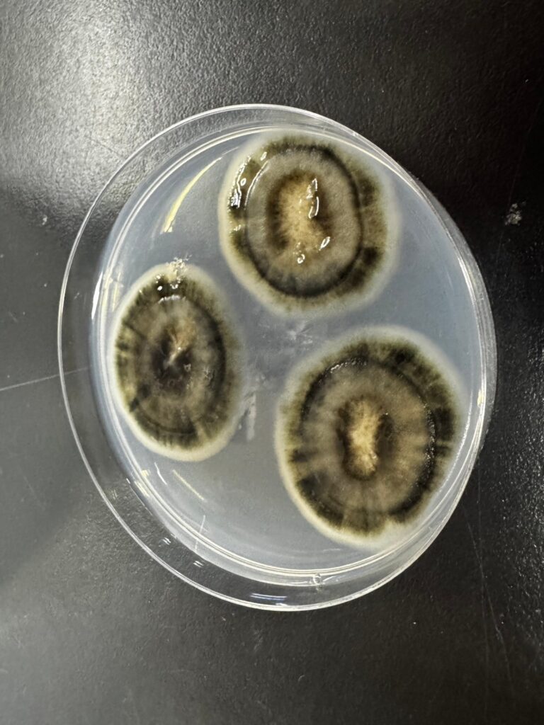 意外に知らない?色と危険度で見るカビの実態