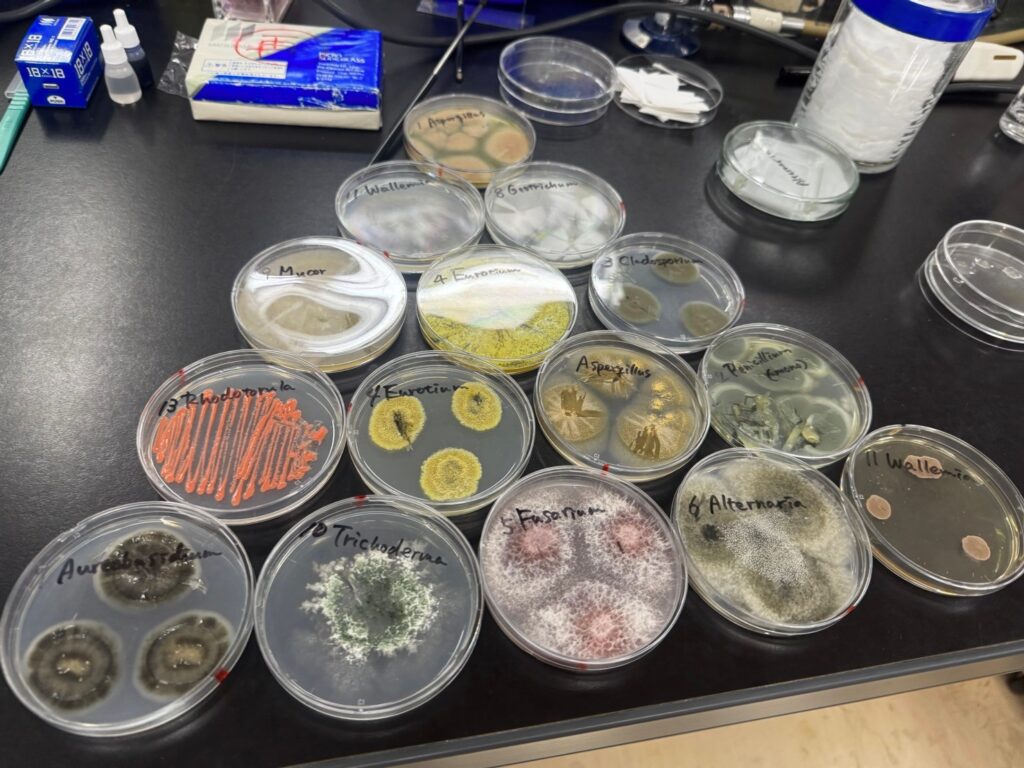 意外に知らない?色と危険度で見るカビの実態