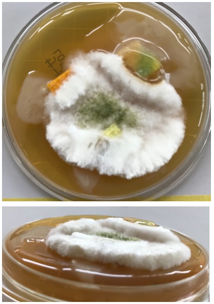 臭いの元は雑菌！