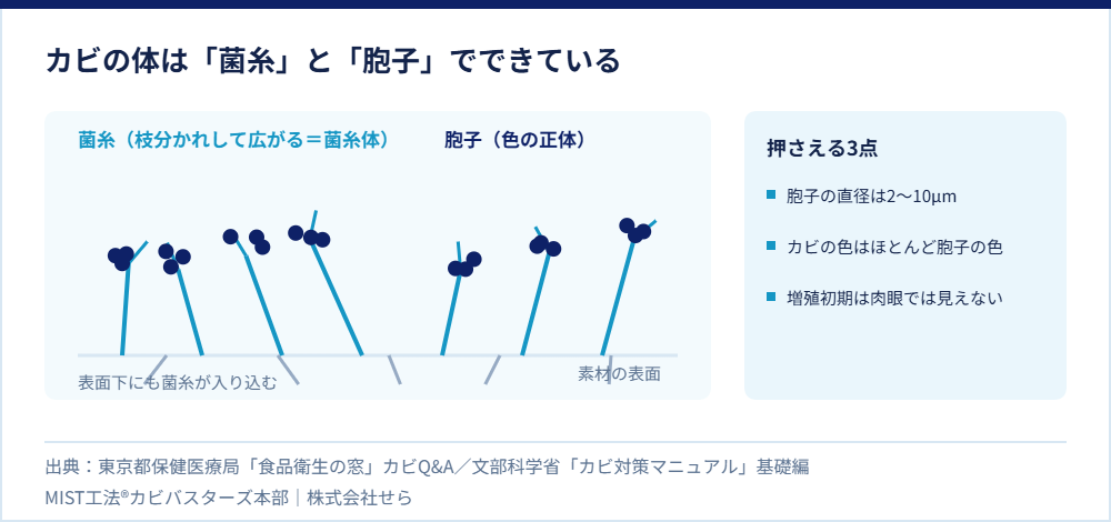 カビの体の構造。素材の表面から伸びる菌糸と、その先端につく胞子を示した図
