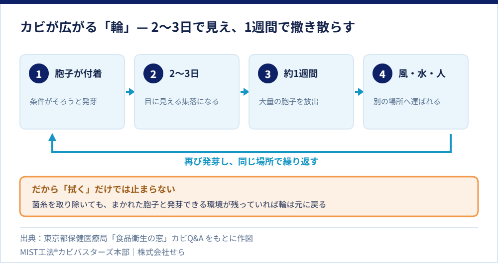 カビが広がる循環を4段階で示した図。胞子の付着、2〜3日で集落、約1週間で胞子放出、運搬され再び発芽